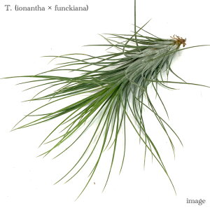 `WA z(CIi^ × tLAi) (GA[vc eBWA ϗtA  Ǌ| CeA ~j ^ ݂艺  hybrid ionantha × funckiana)