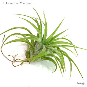 `WA CIi^ }LV} M size (GA[vc eBWA ϗtA  Ǌ| CeA ~j ^ ݂艺  ionantha var. maxima)