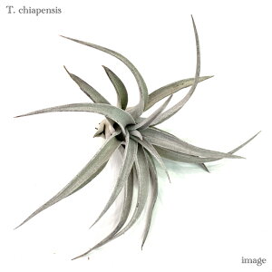 `WA `AyVX L size (GA[vc eBWA ϗtA  Ǌ| CeA ~j ^ ݂艺  chiapensis)