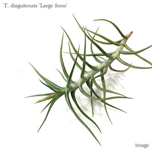 `WA fBAMeVX '[WtH[' (GA[vc eBWA ϗtA  Ǌ| CeA ~j ^ ݂艺  diaguitensis large form)