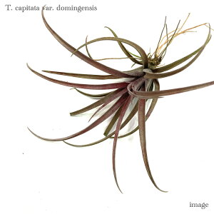 `WA Js^[^ h~QVX (GA[vc eBWA ϗtA  Ǌ| CeA ~j ^ ݂艺  capitata var. domingensis)