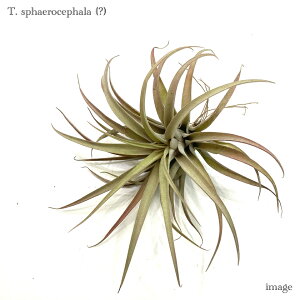 `WA Xt@GZt@ (?) (GA[vc eBWA ϗtA  Ǌ| CeA ~j ^ ݂艺  sphaerocephala)