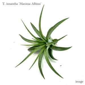 `WA CIi^ '}LV} Arm' (GA[vc eBWA ϗtA  Ǌ| CeA ~j ^ ݂艺  ionantha 'Maxima Albino')