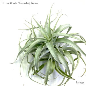 `WA JNeBR 'O[EBOtH[' (GA[vc eBWA ϗtA  Ǌ| CeA ~j ^ ݂艺  OtH[ Vo[ cacticola 'growing for