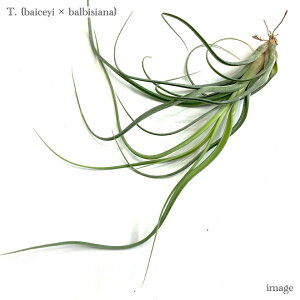 `WA (xCC × orVAi) (GA[vc eBWA ϗtA  Ǌ| CeA ~j ^ ݂艺  z hybrid baileyi balbisiana)