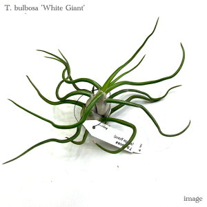 `WA u{[T 'zCgWCAg' (GA[vc eBWA ϗtA  Ǌ| CeA ~j ^ ݂艺  bulbosa 'White Giant')