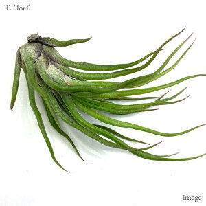 `WA 'WG' (GA[vc eBWA ϗtA  Ǌ| CeA ~j ^ ݂艺  z hybrid joel u{[T CIi^ bulbosa ionantha)