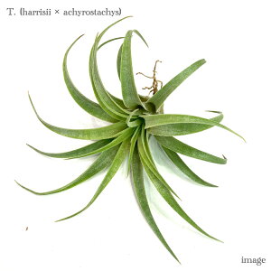 `WA z(nV[ × ALX^LX) (GA[vc eBWA ϗtA  Ǌ| CeA ~j ^ ݂艺  hybrid harrisii × achyrostachis)