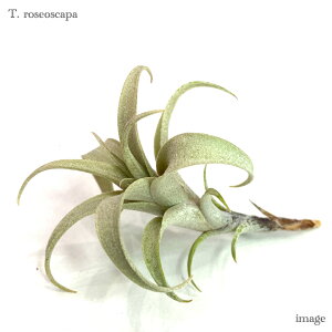 `WA [IXJp (GA[vc eBWA ϗtA  Ǌ| CeA ~j ^ ݂艺  roseoscapa)