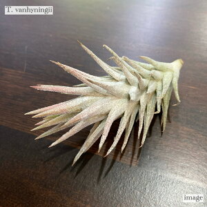 `WA CIi^ onCjM[ (GA[vc eBWA ϗtA  Ǌ| CeA ~j ^ ݂艺  Ionantha var. vanhyningii)