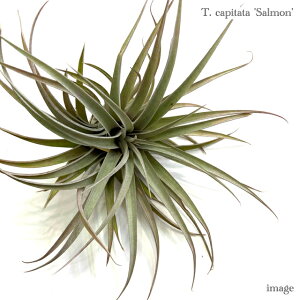 `WA Js^[^ T[ (GA[vc eBWA ϗtA  Ǌ| CeA ~j ^ ݂艺  capitata salmon)