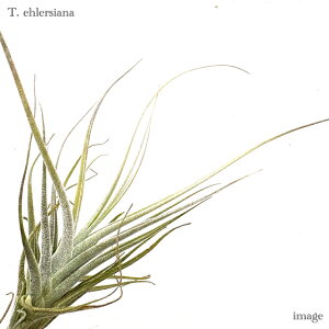 `WA G[VAi M size (GA[vc eBWA ϗtA  Ǌ| CeA ~j ^ ^ ݂艺 ehlersiana)