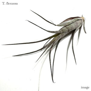 `WA tNXI[T Xi (GA[vc eBWA ϗtA  Ǌ| CeA ~j ^ ݂艺  flexuosa suriname)