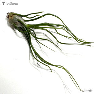 `WA u{[T M size (GA[vc eBWA ϗtA  Ǌ| CeA ~j ^ ݂艺  bulbosa)