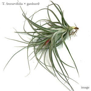 `WA (NrtHA × Khl) (GA[vc eBWA ϗtA  Ǌ| CeA ~j ^ ݂艺  hybrid recurvifolia × gardneri)