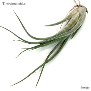 `WA VVigCfX (GA[vc eBWA ϗtA  Ǌ| CeA ~j ^ ݂艺  circinnatoides)