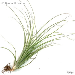`WA (WZA × GNZ^) (GA[vc eBWA ϗtA  Ǌ| CeA ~j ^ ݂艺  hybrid juncea × exserta)