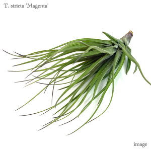 `WA XgN^ '}[^' (GA[vc eBWA ϗtA  Ǌ| CeA ~j ^ ݂艺  stricta 'Magenta')