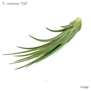 `WA FjR[T g[ (GA[vc eBWA ϗtA  Ǌ| CeA ~j ^ ݂艺  xjR[T vernicosa tall)