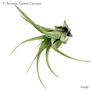 `WA tNXI[T 'OhPC}' (GA[vc eBWA ϗtA  Ǌ| CeA ~j ^ ^ ݂艺  flexousa 'Grand Cayman')