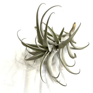 `WA JEQ (GA[vc eBWA ϗtA  Ǌ| CeA ~j ^ ݂艺  cauligera)