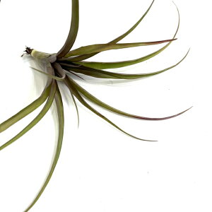 `WA tx[^ bh (GA[vc eBWA ϗtA  Ǌ| CeA ~j ^ ݂艺  flabellata red)