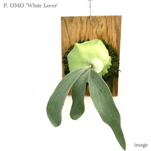 RE I zCgo[ t() Nc (rJNV_ veBZE ϗtA  CeA ݂艺 Ǌ| ~j ^ ^  z EBL[ × fBo