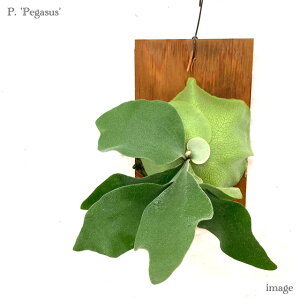 RE 'yKTX' t() Nc (rJNV_ veBZE ϗtA  CeA ݂艺 Ǌ| ~j ^ ^  EBL[ × fBo[VtHE(?) 