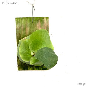 RE 'G\eBX' t() Nc (rJNV_ veBZE ϗtA  CeA ݂艺 Ǌ| ~j ^ ^  GV[ × Gt@geBX Platyc