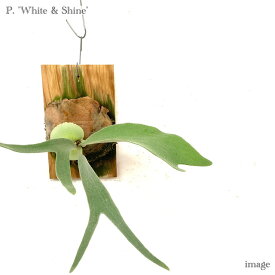 コウモリラン 'ホワイト&シャイン' 板付(小) メリクロン苗 (ビカクシダ プラティセリウム 観葉植物 おしゃれ インテリア 吊り下げ 壁掛け ミニ 小型 大型 室内 ビーチー × ビフルカツム Platycerium 'White & Shine' veitchii × bifurcatum)