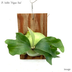 RE q[ fKTCf t() (rJNV_ veBZE ϗtA  CeA ݂艺 Ǌ| ~j ^ ^  Platycerium hillii 'Ngae Sai')