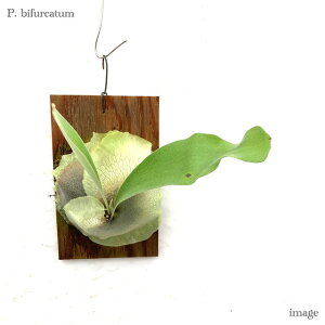 RE rtJc t (rJNV_ veBZE ϗtA  CeA ݂艺 Ǌ| ~j ^ ^  Platycerium bifurcatum)