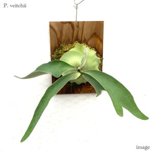 RE r[`[ t() (rJNV_ veBZE ϗtA  CeA ݂艺 Ǌ| ~j ^ ^  B[`[ xC`[ Platycerium veitchii)