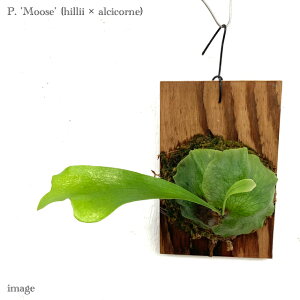 RE '[X' t Nc (rJNV_ veBZE ϗtA  CeA ݂艺 Ǌ| ~j ^ ^  q[ × AVRl Platycerium 'Moose' hillii × al