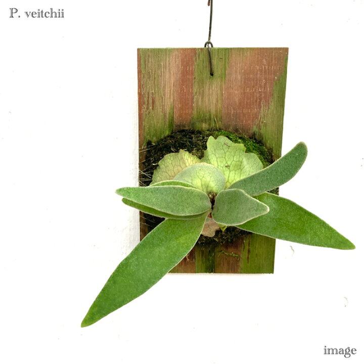 楽天市場】コウモリラン ビーチー 板付(小) (ビカクシダ プラティ  