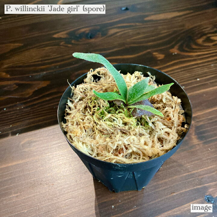 楽天市場】ビカクシダ ウィリンキー  