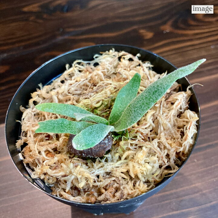 楽天市場】ビカクシダ ウィリンキー  