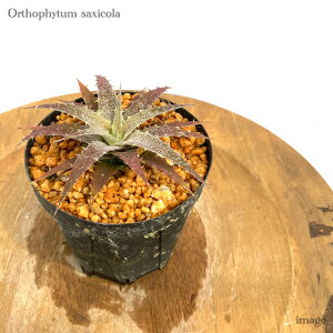 I\tBc TLVR TNTeBX 3 (ϗtA  Ǌ| CeA ~j ^ ^ ݂艺  uA Orthophytum saxicola var. saxatilis)