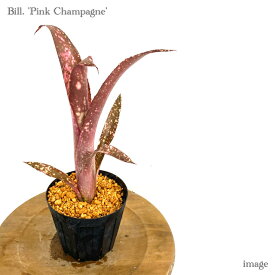 ビルベルギア 'ピンクシャンペン' 4寸 (観葉植物 おしゃれ 壁掛け インテリア ミニ 小型 大型 吊り下げ 室内 タンクブロメリア Billbergia 'Pink Champagne')