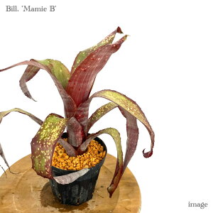 rxMA '}~[ B' 4 (ϗtA  Ǌ| CeA ~j ^ ^ ݂艺  ^NuA Billbergia 'Mamie B' Klines Red Wine × Caliente)