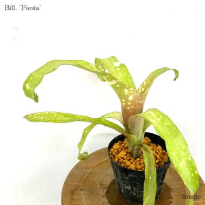 rxMA 'tBGX^' 4 (ϗtA  Ǌ| CeA ~j ^ ^ ݂艺  ^NuA Billbergia 'Fiesta' Poquito Blanco x pyramidalis)