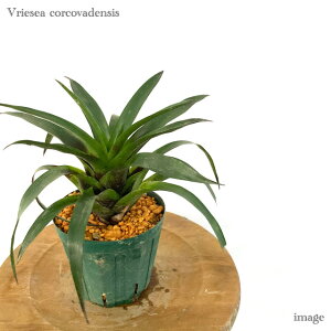 t[ZA RRofVX 4 (ϗtA  Ǌ| CeA ^ ~j ݂艺  ^NuA Vriesea corcovadensis)