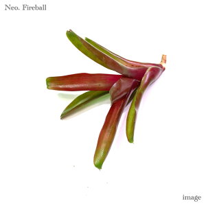 lIQA 't@C[{[' Jbgc (ϗtA  Ǌ| CeA ~j ^ ݂艺  ^NuA Neoregelia 'Fireball')