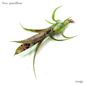 lIQA pEVt[ Jbgc (ϗtA  Ǌ| CeA ~j ^ ݂艺  ^NuA Neoregelia pauciflora)