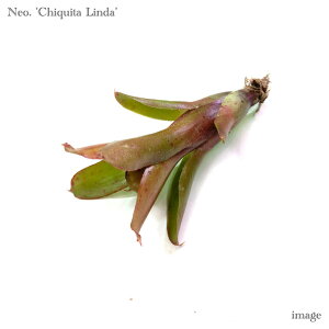 lIQA '`L[^ _' Jbgc (ϗtA  Ǌ| CeA ^ ~j ݂艺  ^NuA Neoregelia 'Chiquita Linda' lilliputiana × 'Fireball')