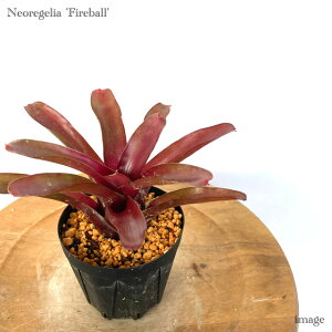 lIQA 't@C[{[' 3 (ϗtA  Ǌ| CeA ~j ^ ݂艺  ^NuA Neoregelia 'Fireball')