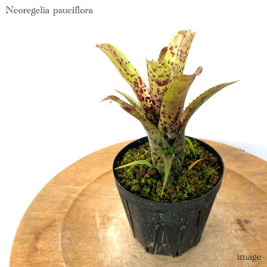 lIQA pEVt[ 3 (ϗtA  Ǌ| CeA ~j ^ ݂艺  ^NuA Neoregelia pauciflora)