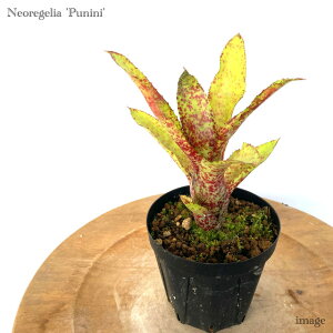lIQA 'vjj' 3 (ϗtA  Ǌ| CeA ~j ^ ݂艺  ^NuA Neoregelia 'Punini')