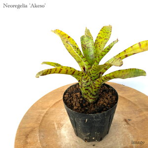 lIQA 'AP\' 3 (ϗtA  Ǌ| CeA ~j ^ ݂艺  ^NuA AvZA eBOi veBAi Neoregelia 'Akeso' ampullacea 'Tigrina' × lilliput