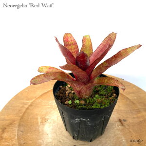 lIQA 'bhCt' 3 (ϗtA  Ǌ| CeA ~j ^ ݂艺  ^NuA Neoregelia 'Red Waif')